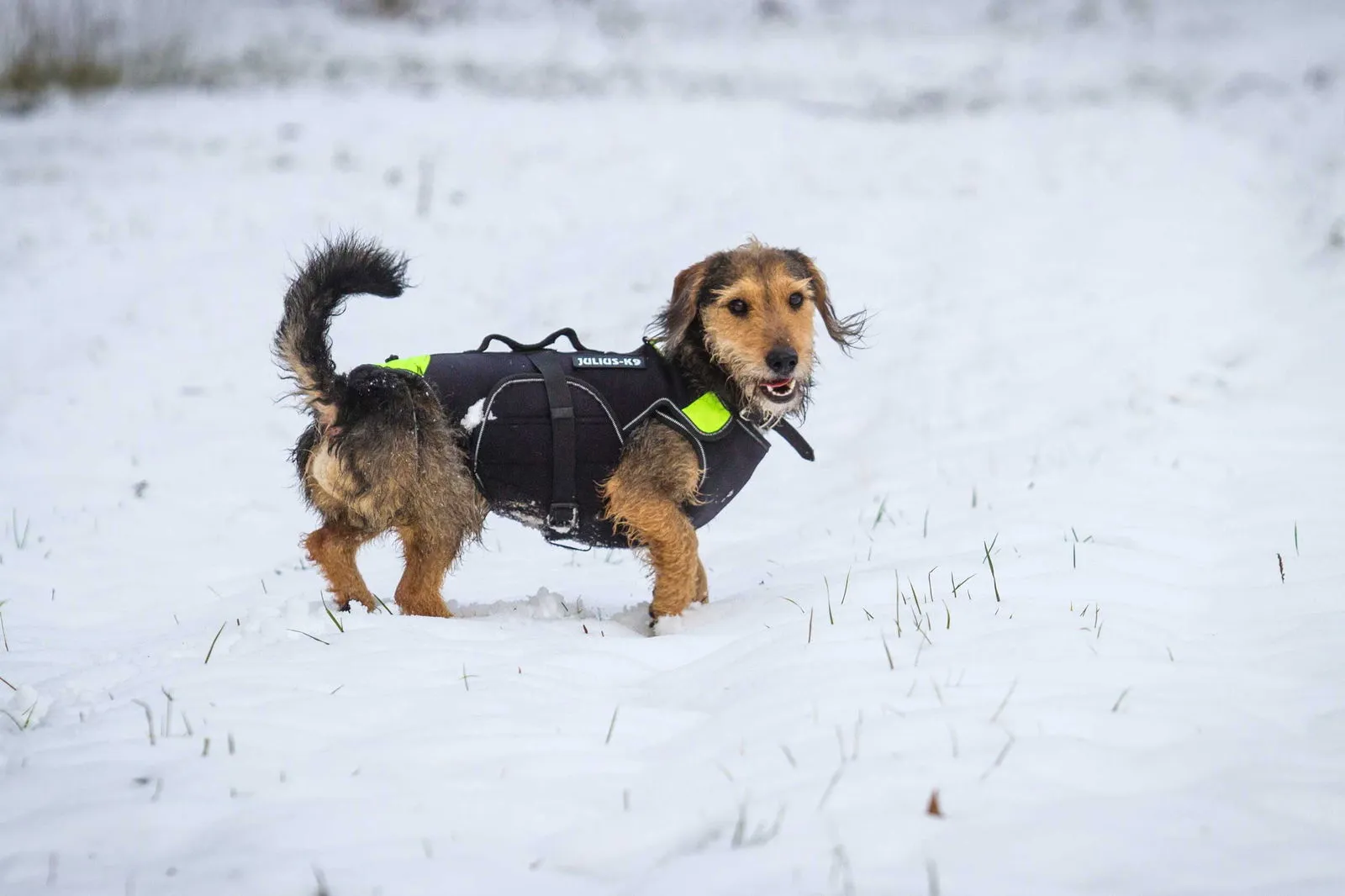 LifeJacket - Multifunctional Dog Vest