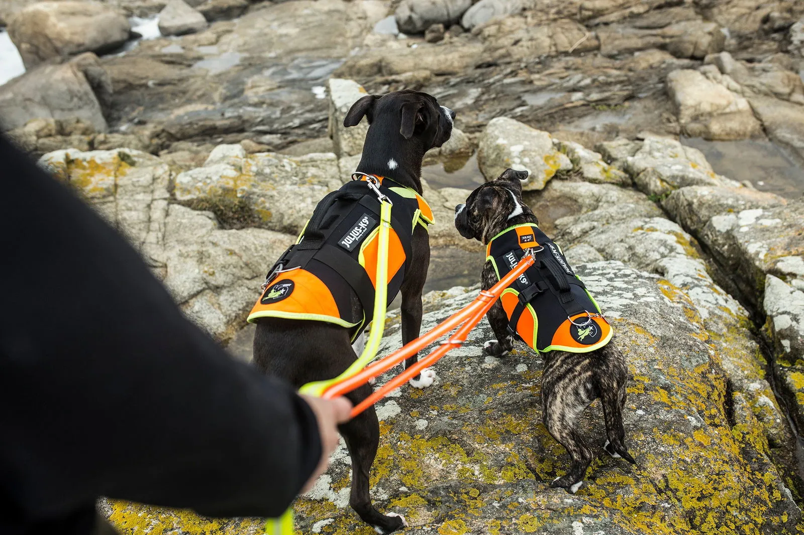 LifeJacket - Multifunctional Dog Vest